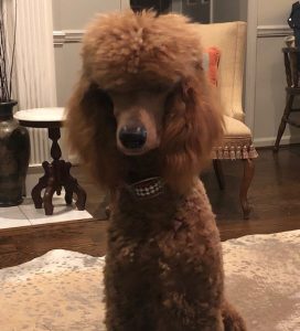 Poodles are one of the most popular sizes. One of the most eye catching colors are the reds.