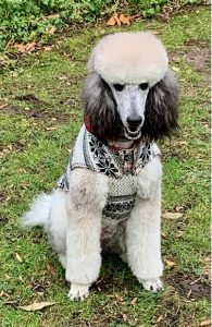 Brindle standard poodle wearing a sweater. She has such pretty eyes.