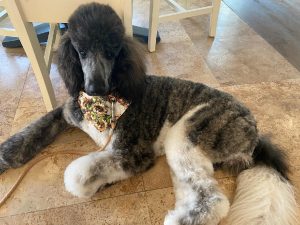 A testimonial for Heart Song Standard Poodles. Beautiful brindle standard poodle.