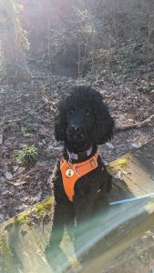 Review for Heart Song Poodles. We have a gorgeous and smart black standard poodle.