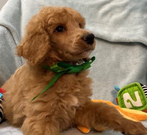 Apricot poodle for sale