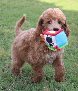 poodle puppy