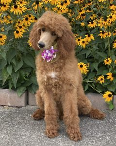 poodle for sale