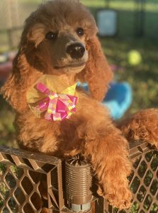 Red standard poodle