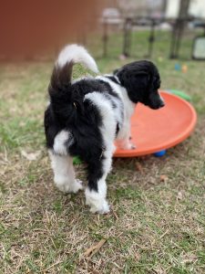 Parti poodle