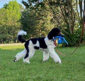 Poodle for sale