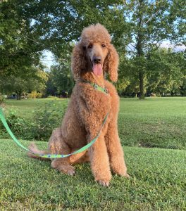 poodle for sale