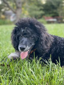 poodle puppy