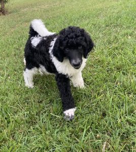 poodle puppy