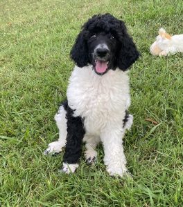 parti poodle puppy