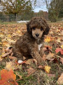 poodle puppy