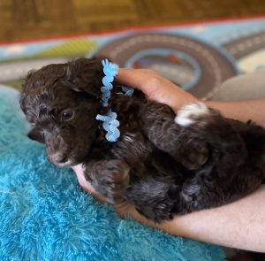 poodle puppy