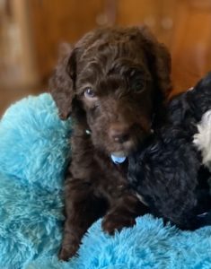 poodle puppy