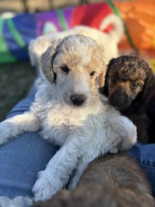 poodle moyen