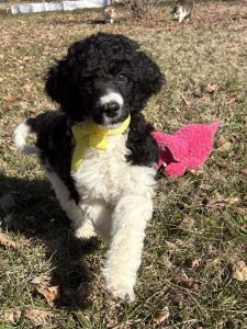 poodle puppy