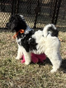 poodle puppy