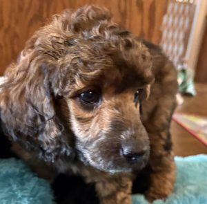 poodle puppy