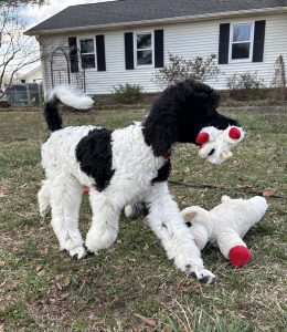 poodle puppy