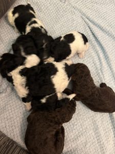 poodle puppies