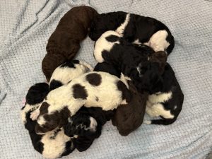 poodle puppy