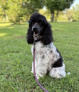 poodle moyen