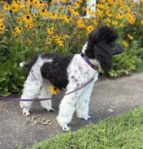poodle moyen