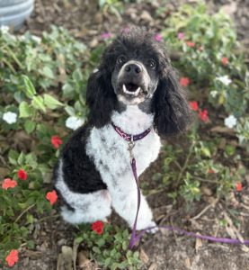 poodle moyen