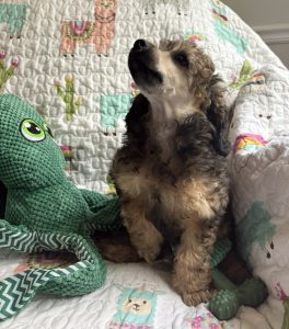 poodle puppy for sale