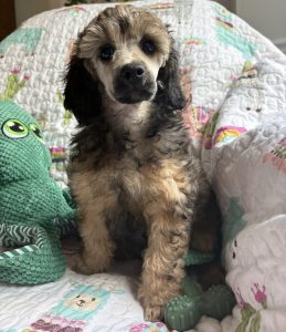 poodle puppy for sale