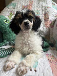 poodle puppy for sale. tri colored male