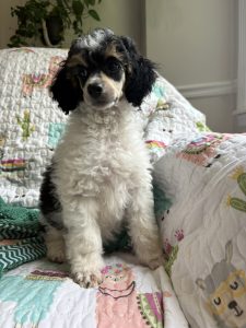 Poodle puppy that shows tri markings. markings of phantom and parti poodles
