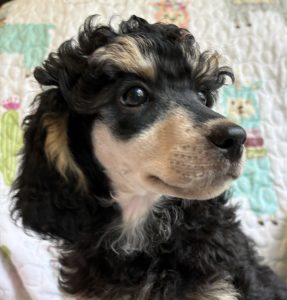 poodle for sale