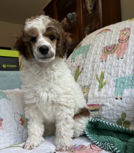 wolf sable parti poodle