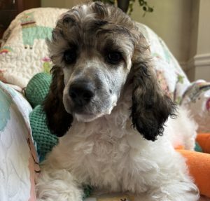 sable female poodle puppy showing facial markings